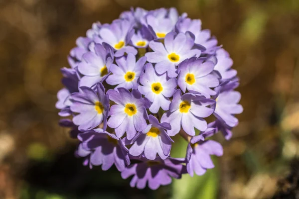 Fioletowy góry kwiat — Zdjęcie stockowe