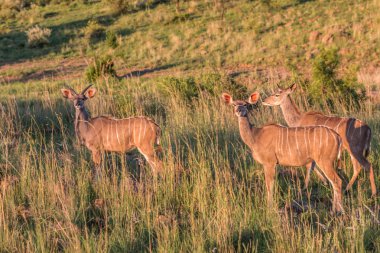 Afrika Safari ceylan
