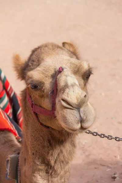 Nahaufnahme eines Kamels in Petra — Stockfoto