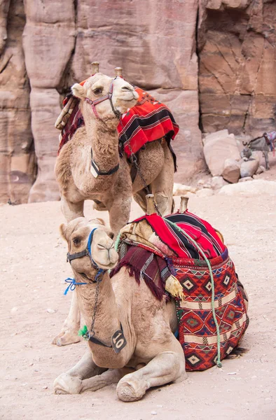 Camels in ruins of Petra — Stock Photo, Image