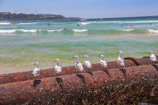 Vögel im männlichen Strand in Sydney — Stockfoto