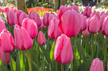 Hollanda içinde laleler