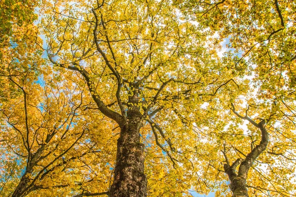 Herbst in Brüssel — Stockfoto