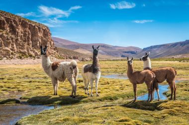 Alpaca in Bolivia clipart