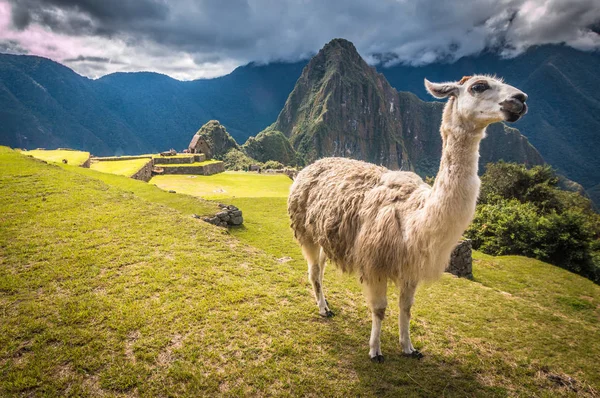 Machu Picchu ładny widok ruin — Zdjęcie stockowe