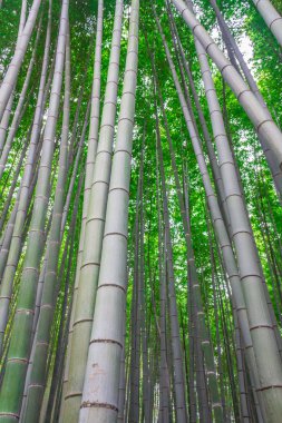 Kyoto Japonya bambu ormanında