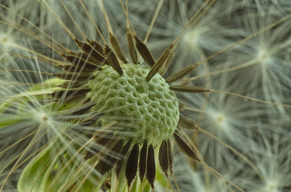 Dandelion closeup shot from the side — Stock Photo, Image