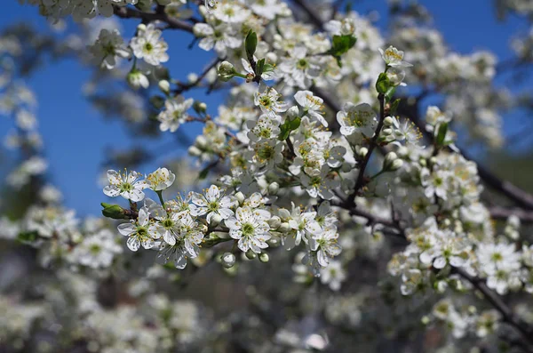 Kvetoucí jabloň strom na modré obloze pozadí — Stock fotografie