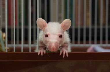 Demir kafeste oturan küçük bir fare.