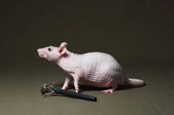 Rat décoratif chauve avec un rasoir . — Photo