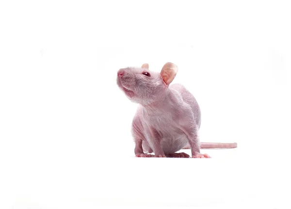 Ratto bianco decorativo su sfondo bianco . — Foto Stock