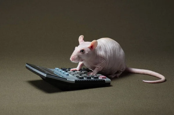 Rato branco que conduz cálculos na calculadora . Imagem De Stock
