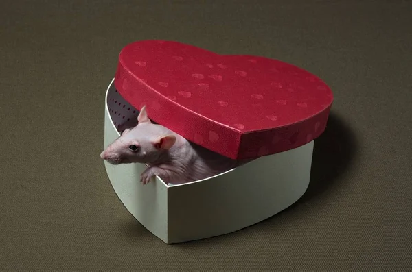 Um rato branco sentado numa caixa de férias . — Fotografia de Stock