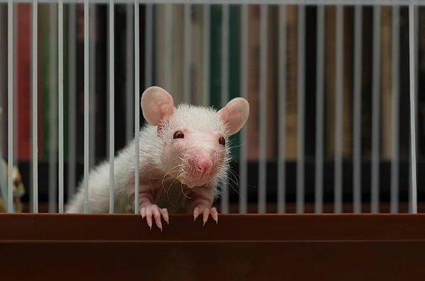 Un petit rat assis dans une cage de fer . — Photo
