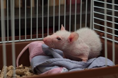 Demir kafeste oturan küçük bir fare.