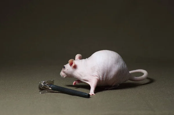 Rat décoratif chauve avec un rasoir . — Photo