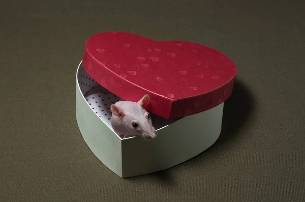 Un rat blanc assis dans une boîte de vacances . — Photo