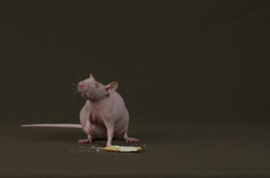 Süslü beyaz fare kurabiye yiyor..