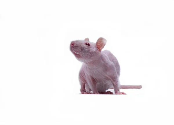 Petit rat blanc sur fond blanc . — Photo