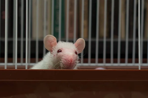 Un petit rat assis dans une cage de fer . — Photo