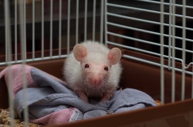 Demir kafeste oturan küçük bir fare.