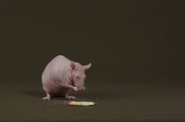 Decoratieve witte rat eet een koekje. — Stockfoto