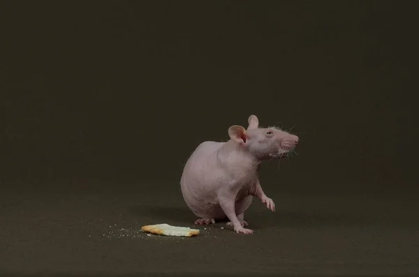 Rato branco decorativo comendo um biscoito . — Fotografia de Stock