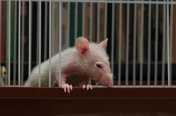 Un petit rat assis dans une cage de fer . — Photo
