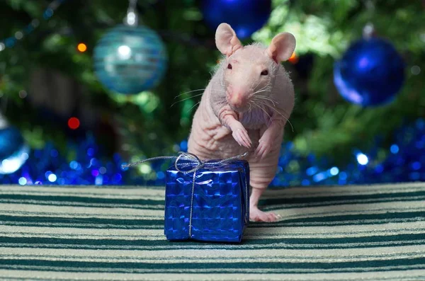 Rata decorativa en el árbol de Navidad . — Foto de Stock