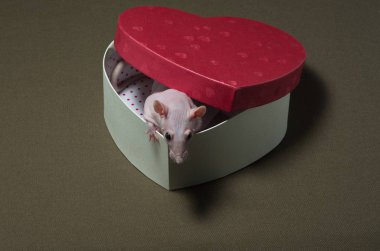 Tatil kutusunda oturan beyaz bir fare.