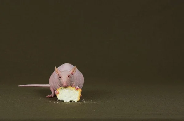 Rato branco decorativo comendo um biscoito . — Fotografia de Stock