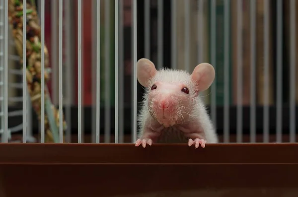 Um pequeno rato sentado numa gaiola de ferro . Fotografia De Stock