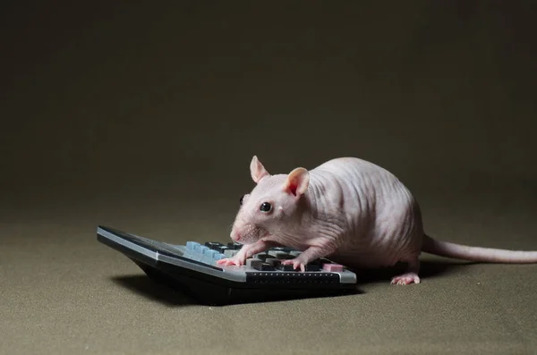 Rato branco que conduz cálculos na calculadora . — Fotografia de Stock