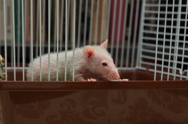 Demir kafeste oturan küçük bir fare.