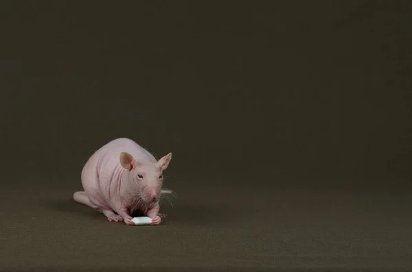 Le rat blanc décoratif mange de la gomme à mâcher . — Photo