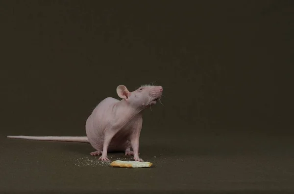 Decorative white rat eating a cookie. — Stock Photo, Image