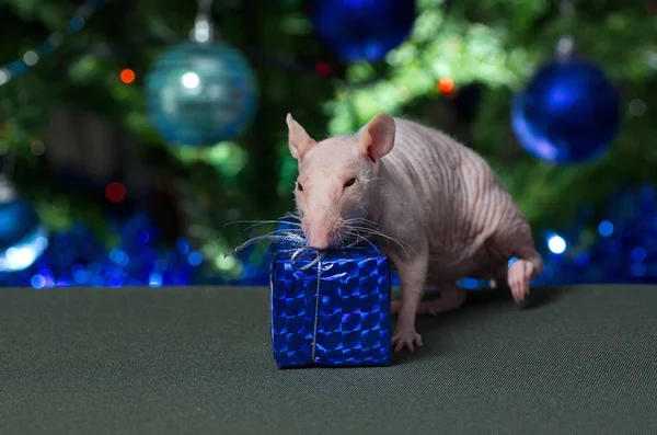 Rat décoratif au sapin de Noël . — Photo