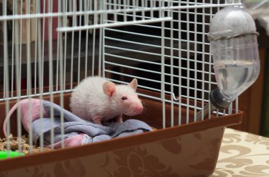 Demir kafeste oturan küçük bir fare.