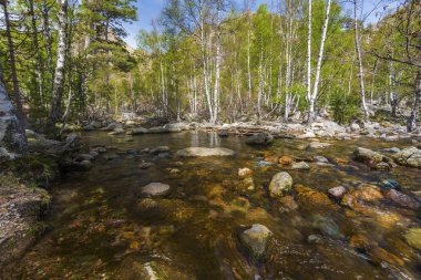 Korsika Adası Valdo-Nielo ormanı boyunca Golo Nehri kursu