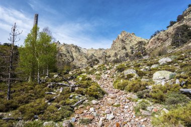 Yaylacılıktan yolu Corsica'deki / daki Golo Vadisi'nde 