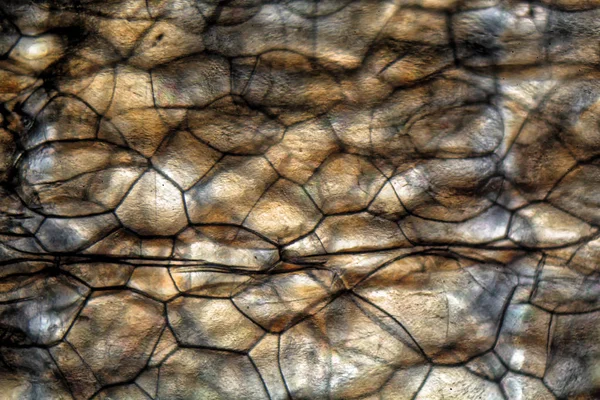 Knollen aus Polystyrol unter dem Mikroskop — Stockfoto