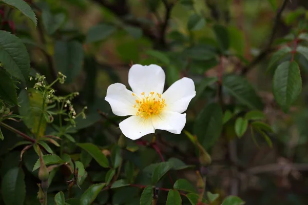 Квітка Rosa abyssinica — стокове фото