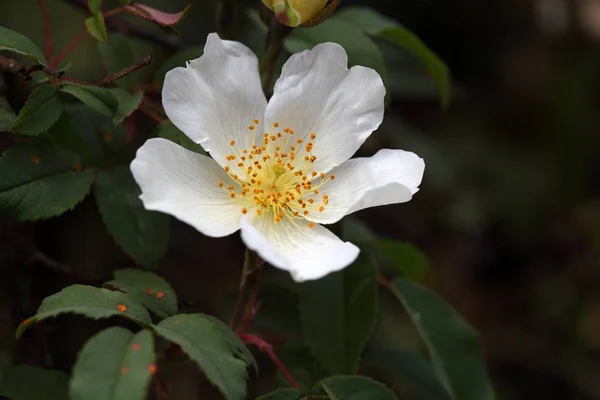 Квітка Rosa abyssinica — стокове фото