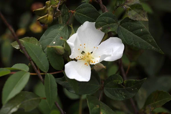 Kwiat Abisyński Rosa — Zdjęcie stockowe