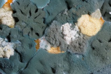 Arka plan olarak farklı kalıp mantarlar