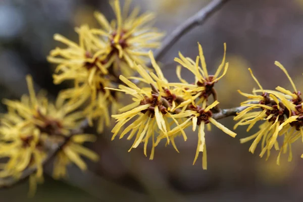 Flower of a Chinese witch hazel — Stock Photo, Image