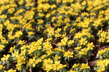 Kış aconiti (Eranthis hyemalis)
