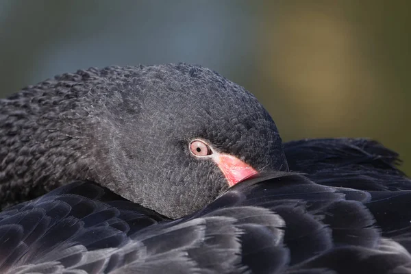 Durmiendo cisne negro — Foto de Stock