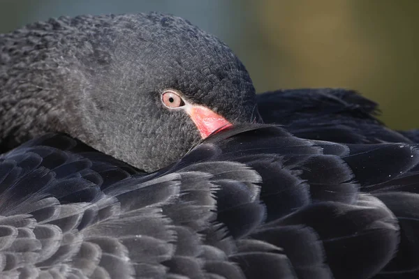 Durmiendo cisne negro — Foto de Stock