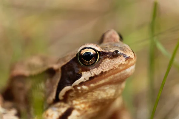 European common frog, Rana temporaria
